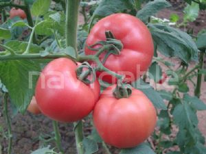 供应杰瑞雅-抗TY粉果番茄种子