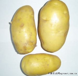 供土豆