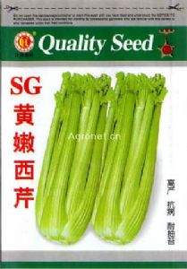 SG黄嫩西芹—西芹种子