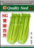 供应SG黄嫩西芹—西芹种子