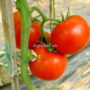 供应柯里特 （FA-832）—番茄种子