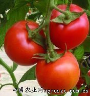 供应金囤601—番茄种子