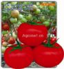 优质番茄3289——番茄种子