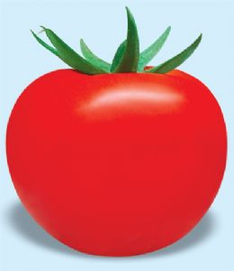 供应台红(316)—番茄种子