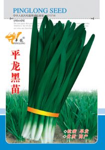 供应平龙黑苗—韭菜种子