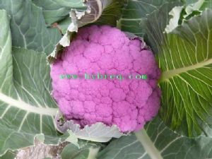供应好色—紫花菜种子