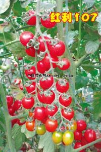 供应红利107—番茄种子