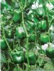 供应埃菲尔铁椒方形椒—甜椒种子