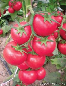 供应苏贝尔—番茄种子（抗TY病毒）