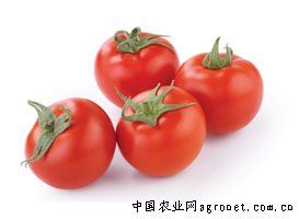 供应迪利奥种苗—番茄种子