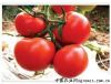 供应沙特番茄种苗—番茄种子