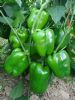 供应绿彩椒—甜椒种子