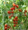 供应樱桃西红柿—番茄种子