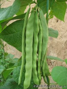 供应芸豆—菜豆种子
