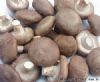 供应香菇—食用菌种子