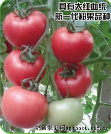 供应奥粉1号—番茄种子