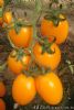 供应金罗特—番茄种子