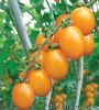 供应金悦—番茄种子