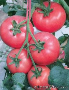 供应粉果番茄种苗