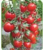 供应红圣—番茄种子