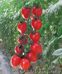 供应台南宝玉—番茄种子