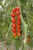 供应樱桃番茄新圣208—番茄种子