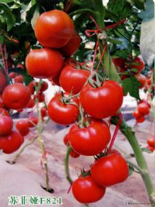 供应苏菲娅—高抗TY大红番茄种子