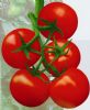 供应瑞利—番茄种子