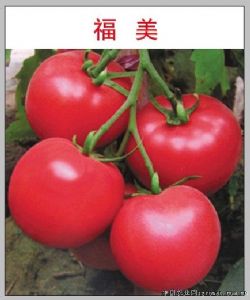 供应高产毛粉番茄福美—番茄种子