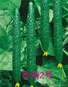 供应丰润2号—黄瓜种子