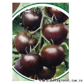 供应黒媚—黑番茄种子
