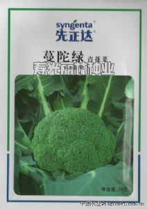 供应进口青花菜种子-曼陀绿青花菜种子