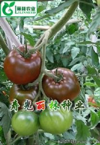 供应紫晶150—大果黑番茄种种子