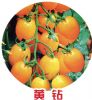 供应黄钻—樱桃番茄种子
