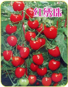 供应红绣珠—樱桃番茄种子