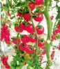 供应美惠—樱桃番茄种子