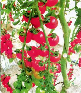 供应美惠—樱桃番茄种子