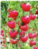 供应粉玫瑰T126—樱桃番茄种子