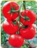 供应飞跃6号—番茄种子