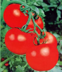 供应奥黛丽F1-大红抗TY番茄种子