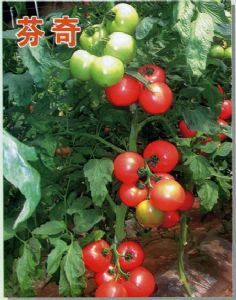 供应芬奇—番茄种子
