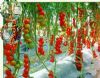 供应满堂红F1-樱桃抗TY番茄种子