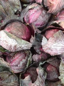 供应紫甘蓝—优质蔬菜