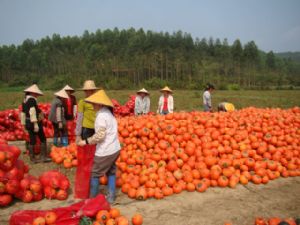 供应红南瓜—优质蔬菜