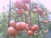 供应大量粉红西红柿