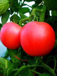 供应丰雷—番茄种子