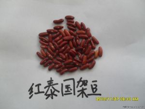 供应红籽泰国架豆王种子