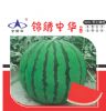供应锦绣中华F1—西瓜种子