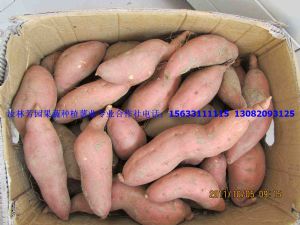 供应地瓜红薯138