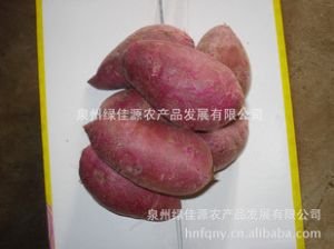 供应越南紫薯
